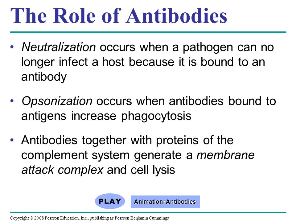 Animation: Antibodies