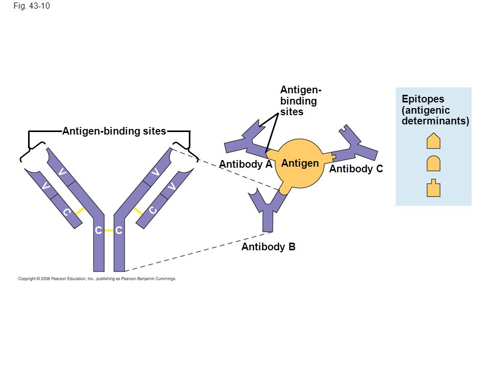 Antigen-binding sites