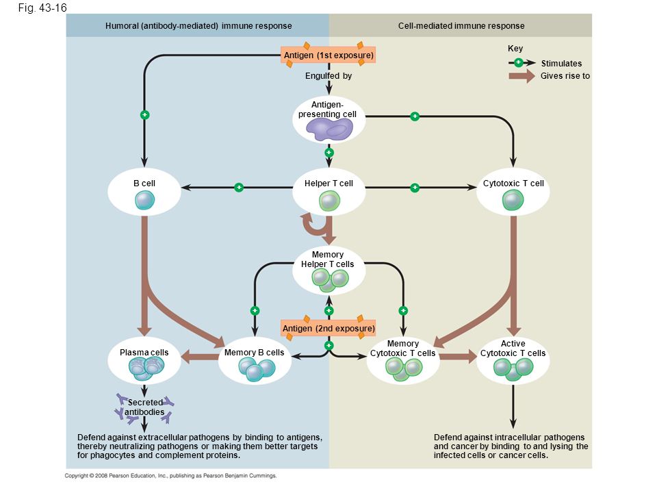 Figure An overview of the acquired immune response