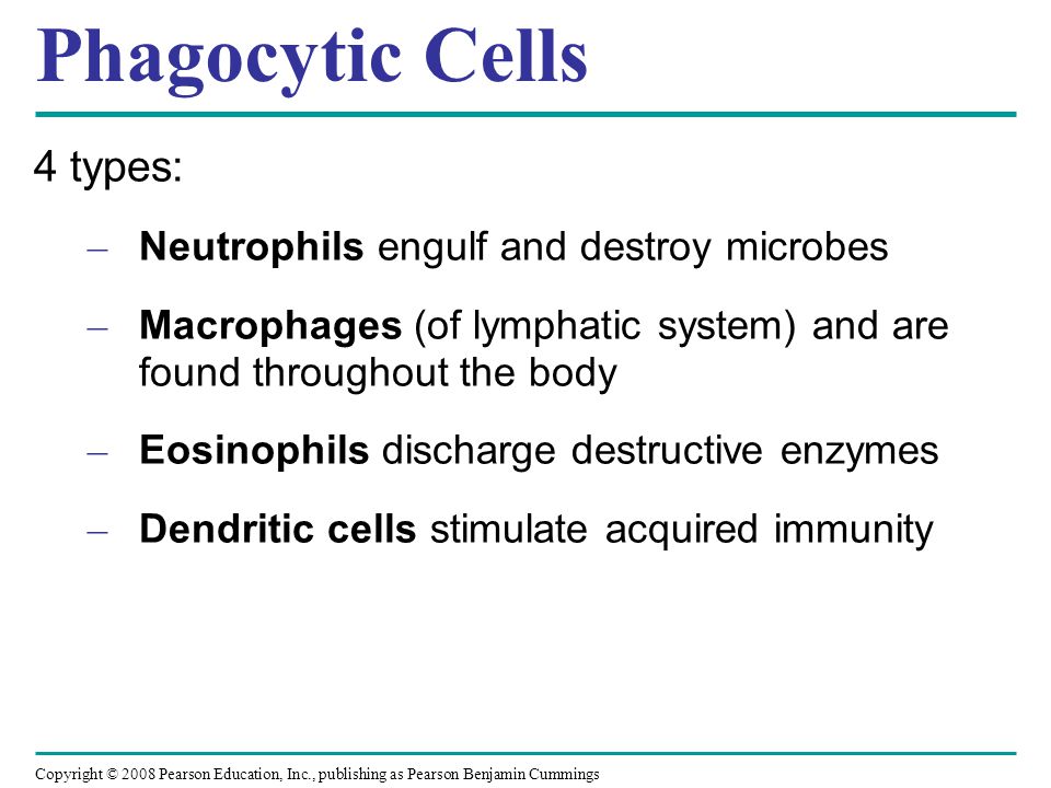 Phagocytic Cells 4 types: Neutrophils engulf and destroy microbes