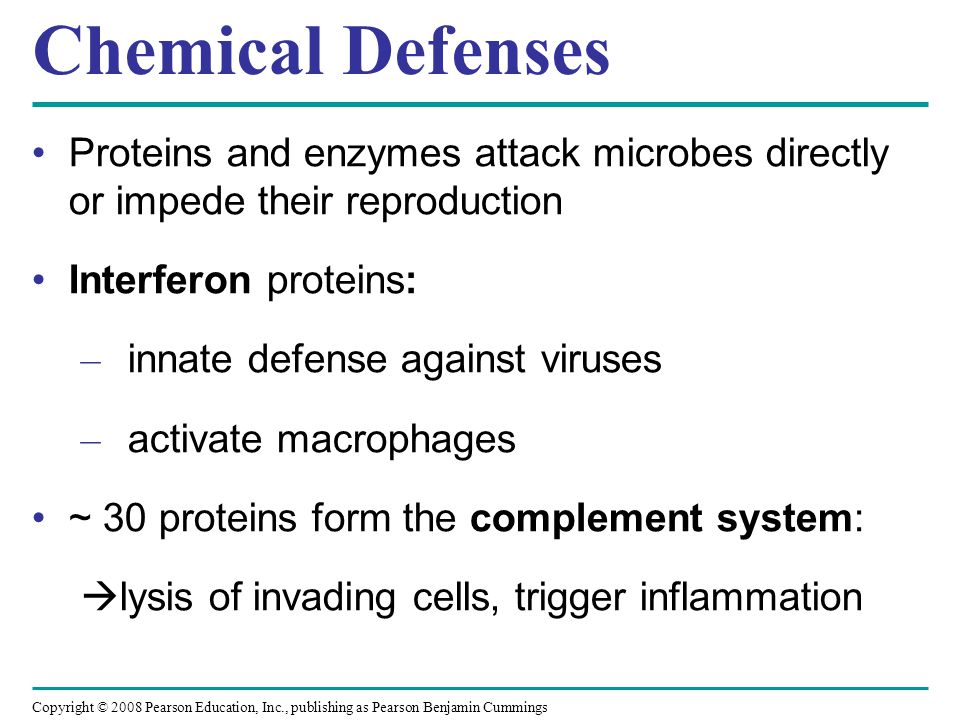 Chemical Defenses Proteins and enzymes attack microbes directly or impede their reproduction. Interferon proteins: