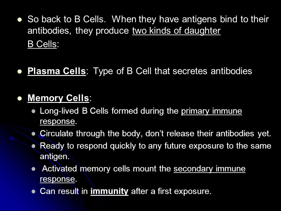 Plasma Cells: Type of B Cell that secretes antibodies Memory Cells: