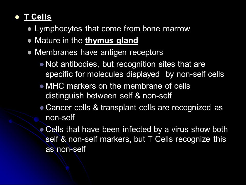 T Cells Lymphocytes that come from bone marrow. Mature in the thymus gland. Membranes have antigen receptors.