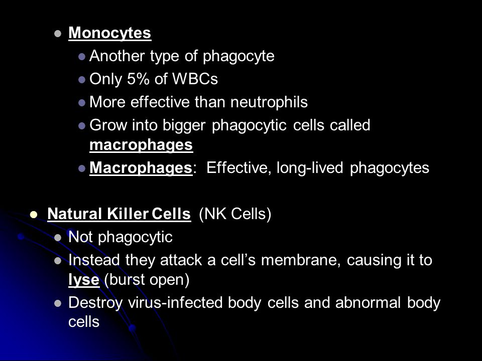 Monocytes Another type of phagocyte. Only 5% of WBCs. More effective than neutrophils. Grow into bigger phagocytic cells called macrophages.