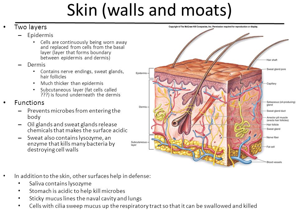 Skin (walls and moats) Two layers Functions Epidermis Dermis