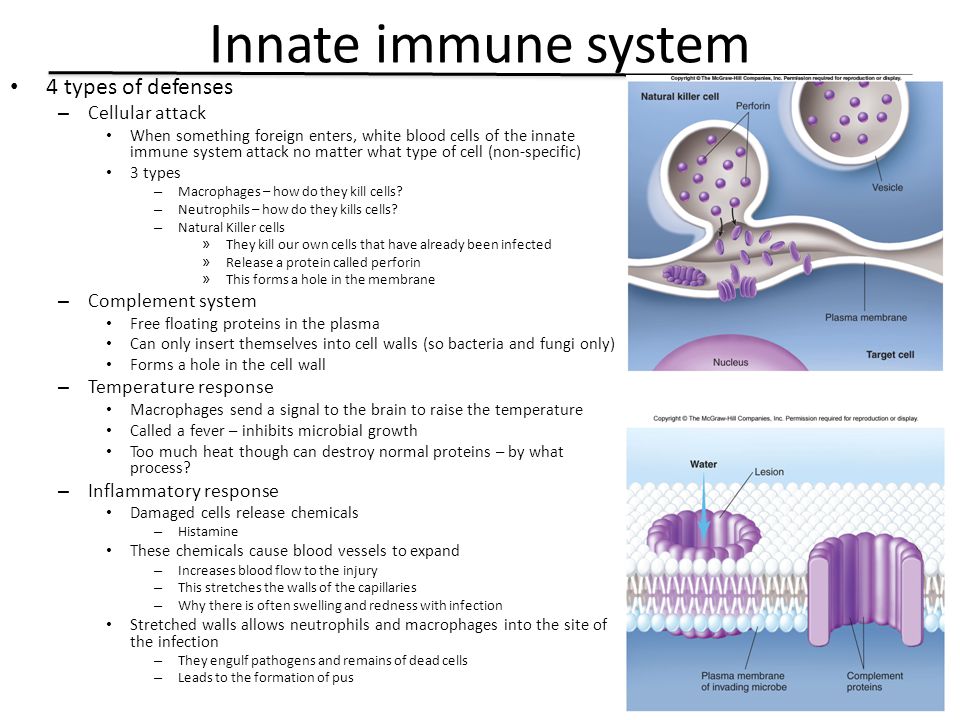 Innate immune system 4 types of defenses Cellular attack