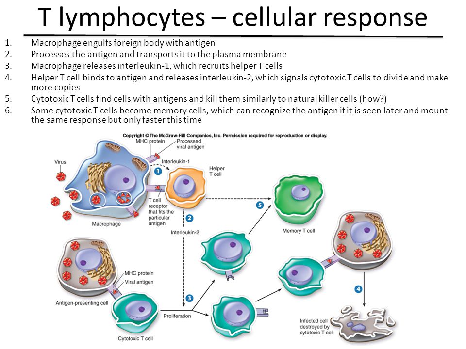 T lymphocytes – cellular response