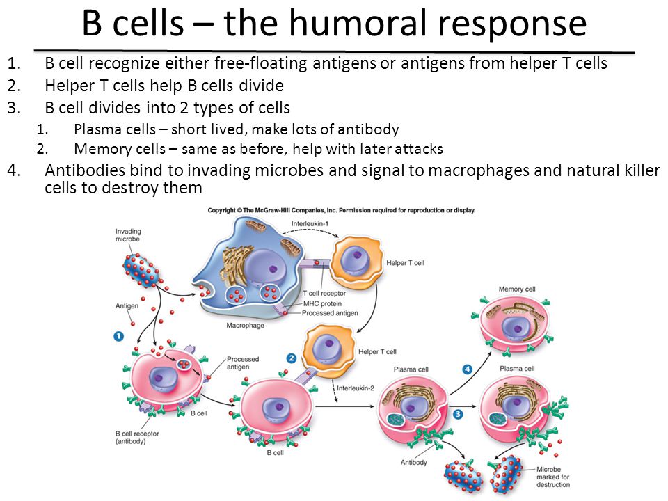 B cells – the humoral response