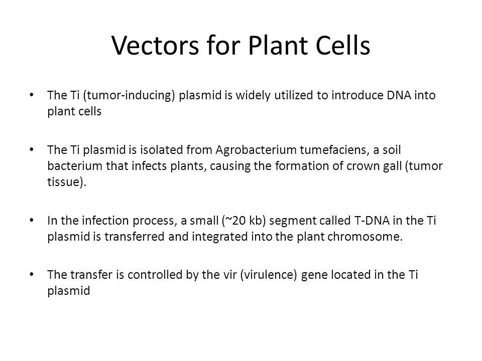 Cloning vectors “The introduction of a foreign DNA into a host cell in many  cases requires the use of a vector. Vectors are DNA molecules used to  transfer. - ppt video online