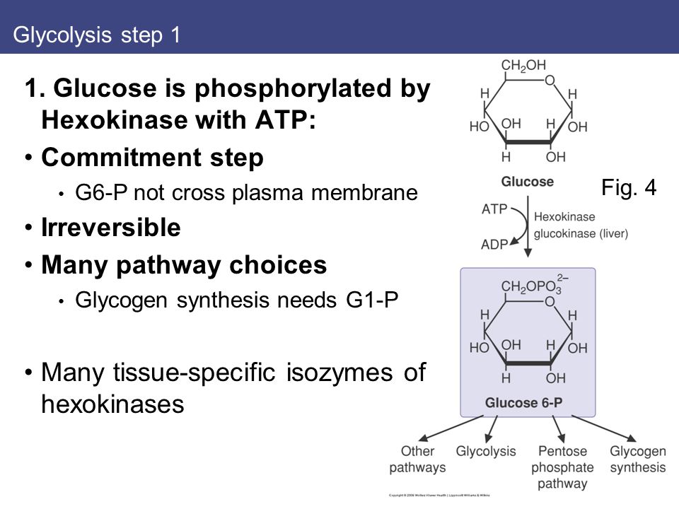 Describe the major steps of glycolysis - ppt video online download