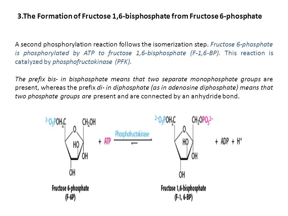 3.The Formation of Fructose 1,6-bisphosphate from Fructose 6-phosphate