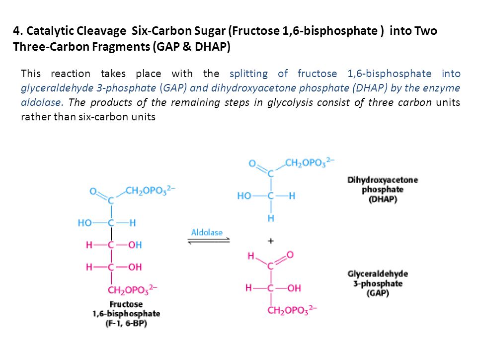 4. Catalytic Cleavage Six-Carbon Sugar (Fructose 1,6-bisphosphate ) into Two Three-Carbon Fragments (GAP & DHAP)