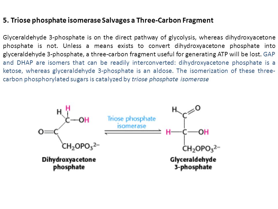 5. Triose phosphate isomerase Salvages a Three-Carbon Fragment