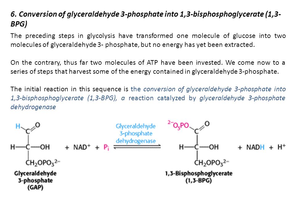 6. Conversion of glyceraldehyde 3-phosphate into 1,3-bisphosphoglycerate (1,3-BPG)