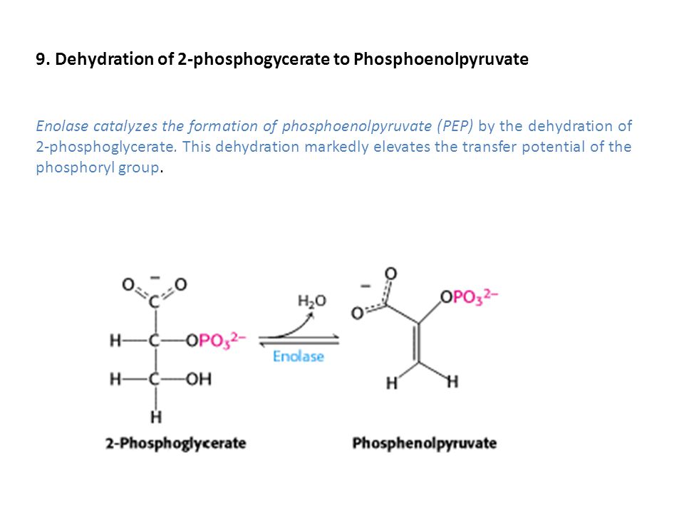 9. Dehydration of 2-phosphogycerate to Phosphoenolpyruvate
