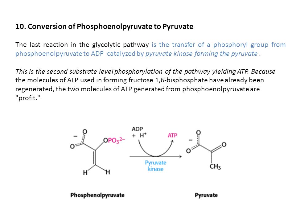 10. Conversion of Phosphoenolpyruvate to Pyruvate