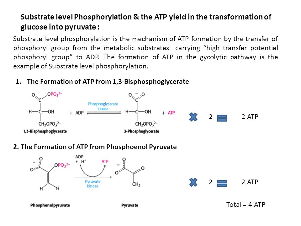 Substrate level Phosphorylation & the ATP yield in the transformation of glucose into pyruvate :