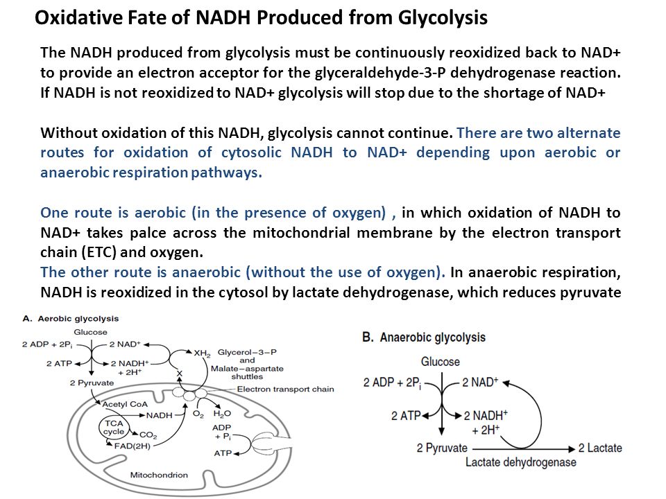 Oxidative Fate of NADH Produced from Glycolysis