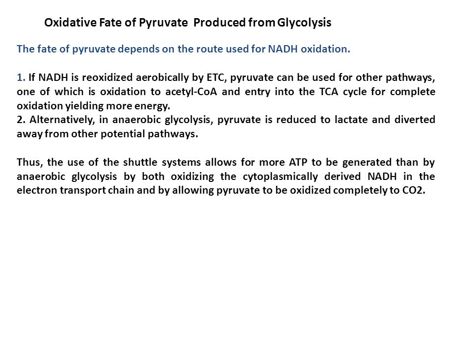 Oxidative Fate of Pyruvate Produced from Glycolysis