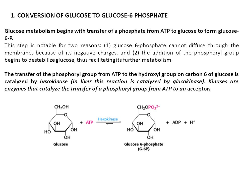 1. CONVERSION OF GLUCOSE TO GLUCOSE-6 PHOSPHATE