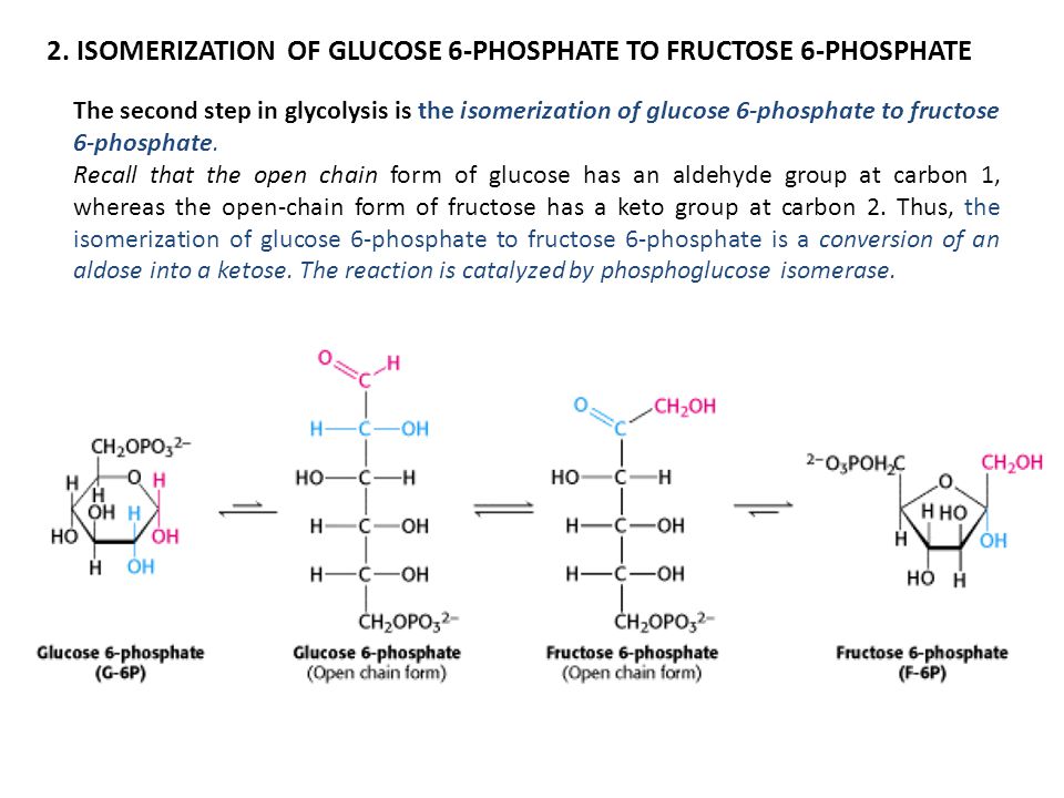 2. ISOMERIZATION OF GLUCOSE 6-PHOSPHATE TO FRUCTOSE 6-PHOSPHATE