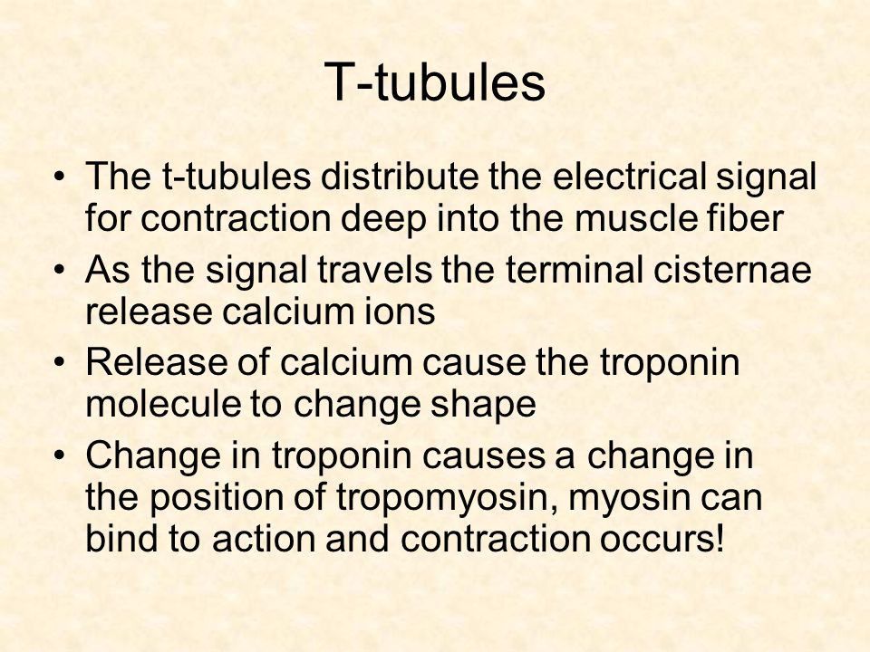 T-tubules The t-tubules distribute the electrical signal for contraction deep into the muscle fiber.