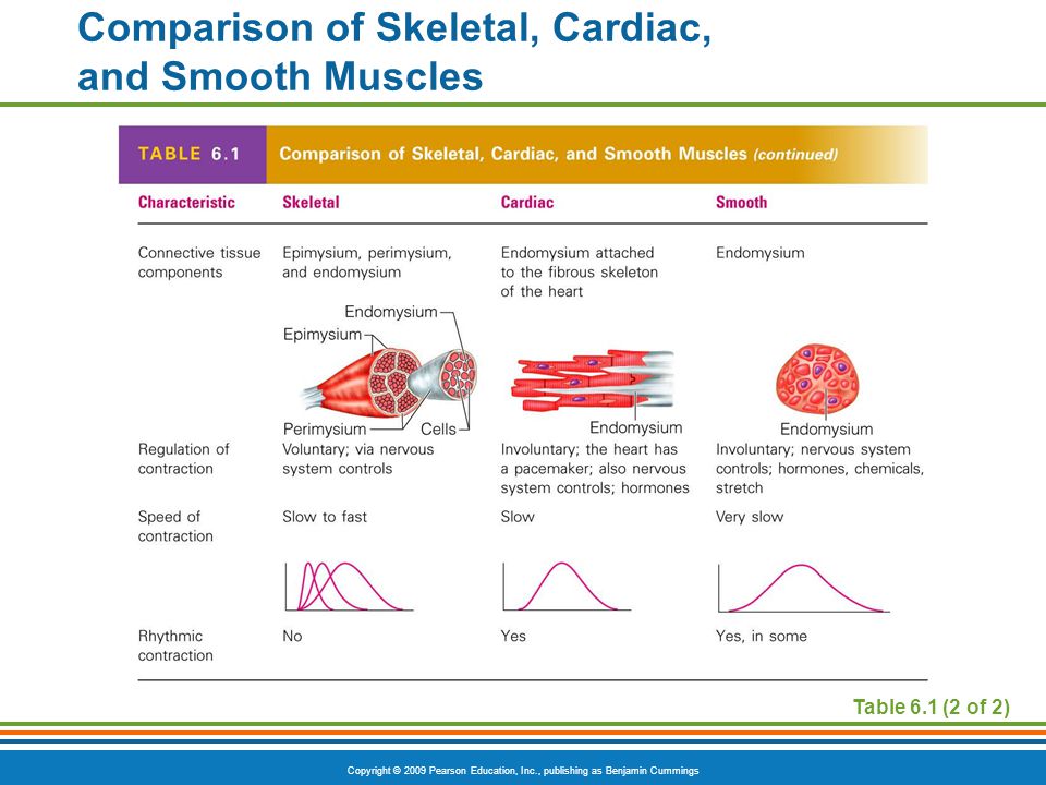 Skeletal Cardiac And Smooth Muscle Chart