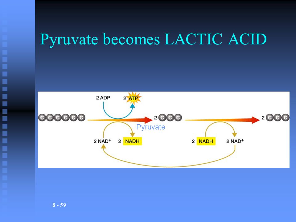 Pyruvate becomes LACTIC ACID