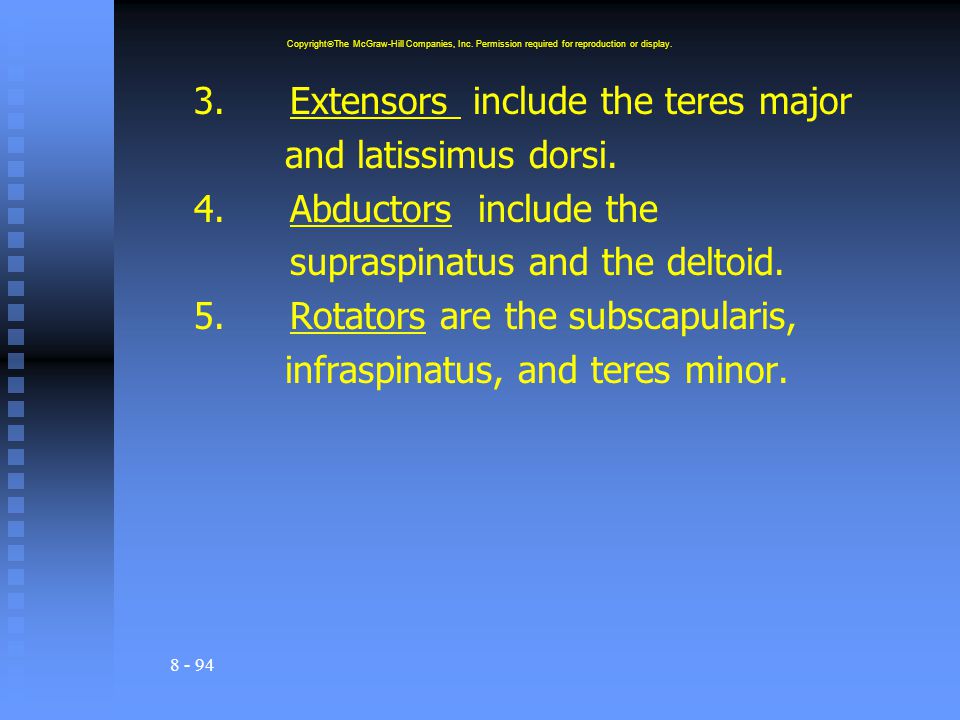 3. Extensors include the teres major and latissimus dorsi.