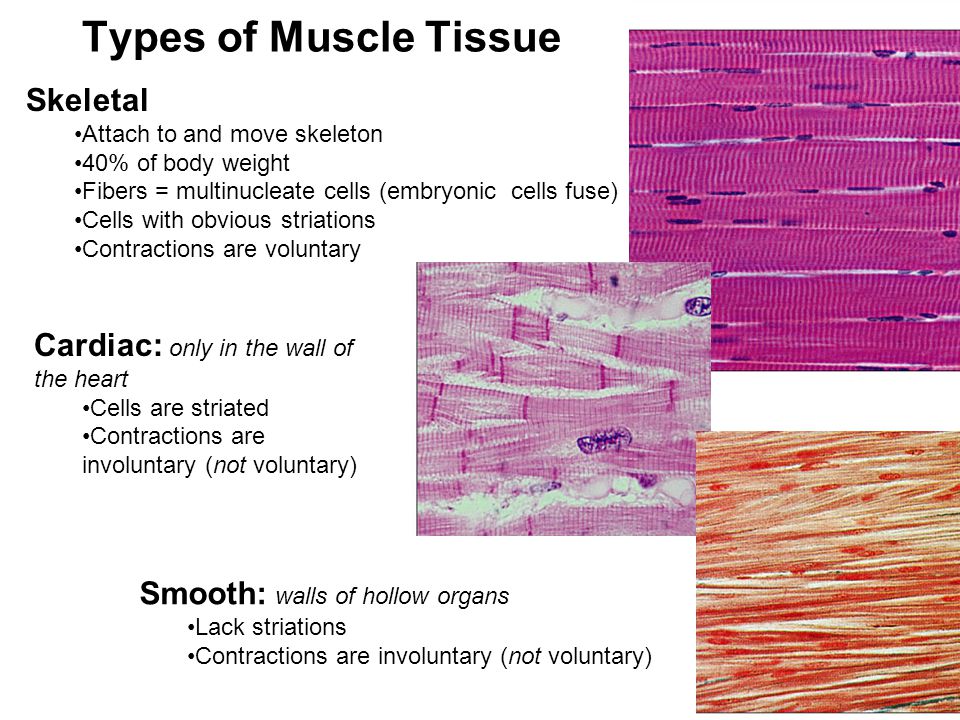 Muscle Histology Ppt Download