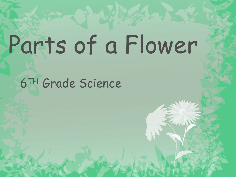Parts of a Flower 6TH Grade Science