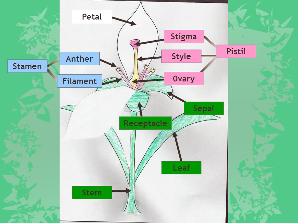 Petal Stigma Pistil Style Anther Stamen 0vary Filament Sepal Receptacle Leaf Stem