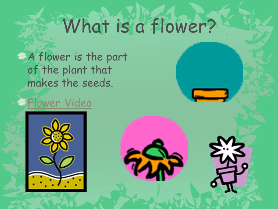 What is a flower A flower is the part of the plant that makes the seeds. Flower Video