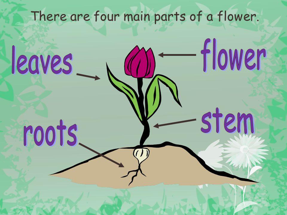 There are four main parts of a flower.