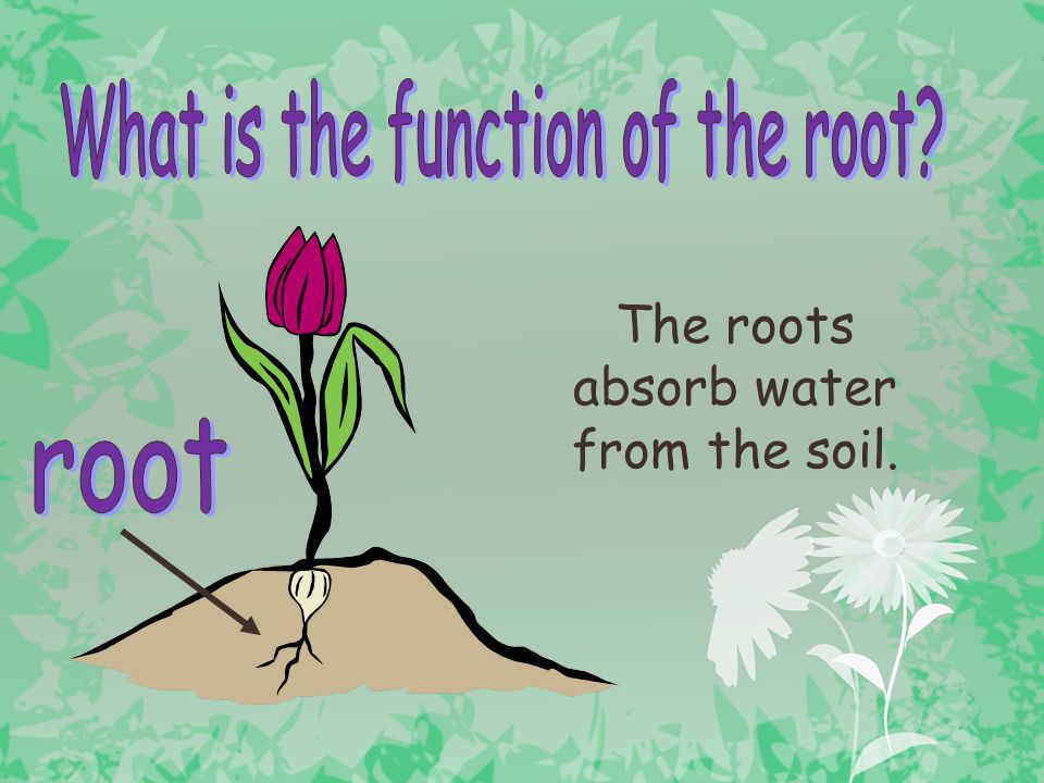What is the function of the root