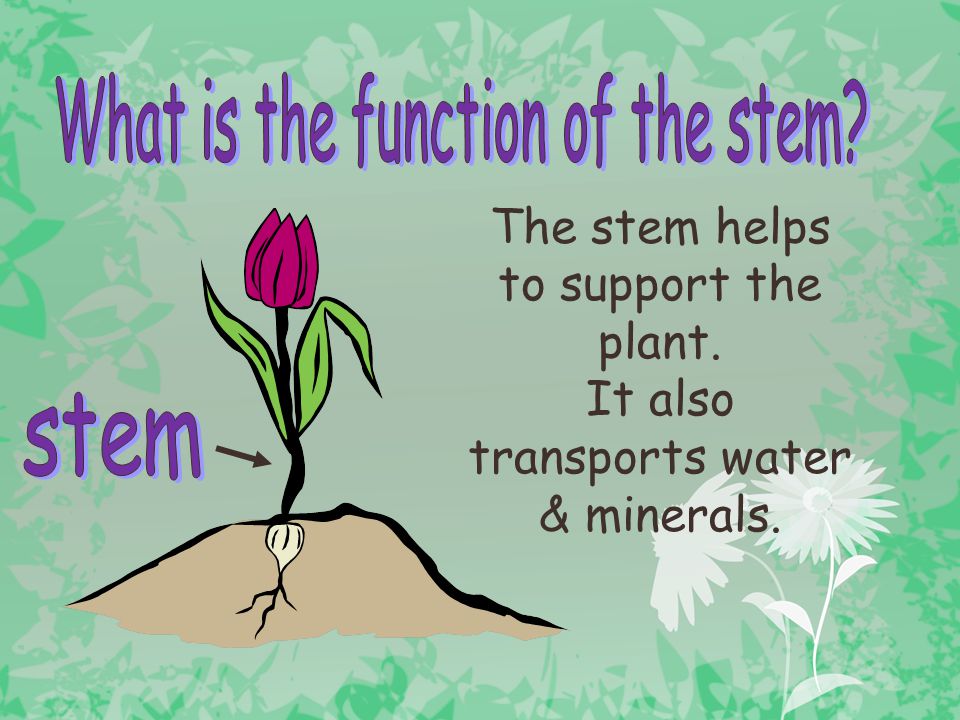 What is the function of the stem
