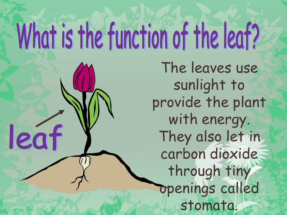 What is the function of the leaf