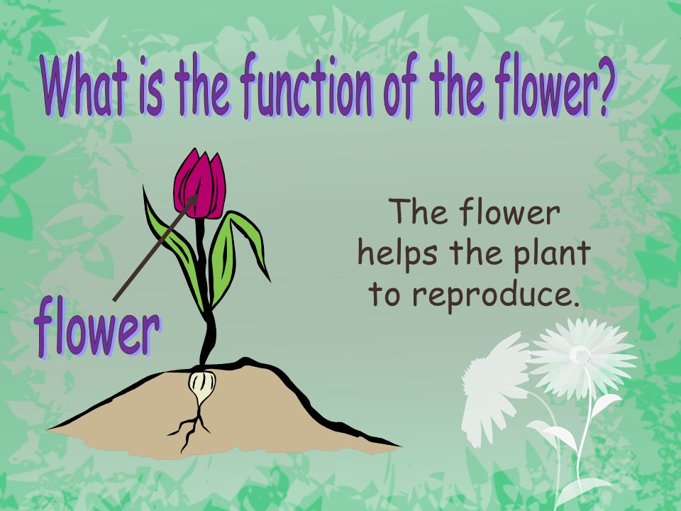 What is the function of the flower