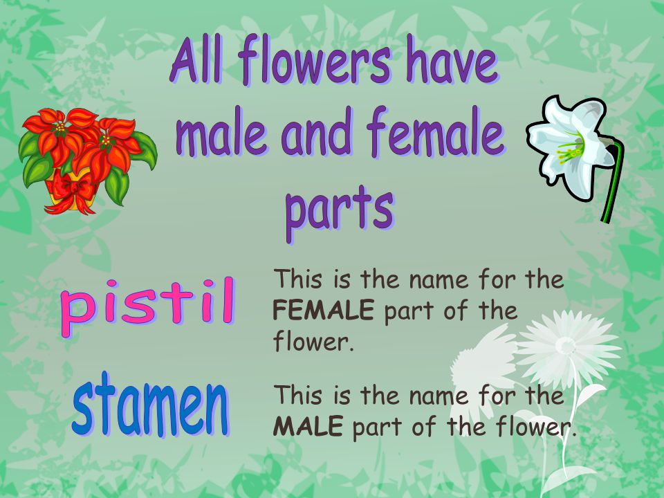 All flowers have male and female parts pistil stamen