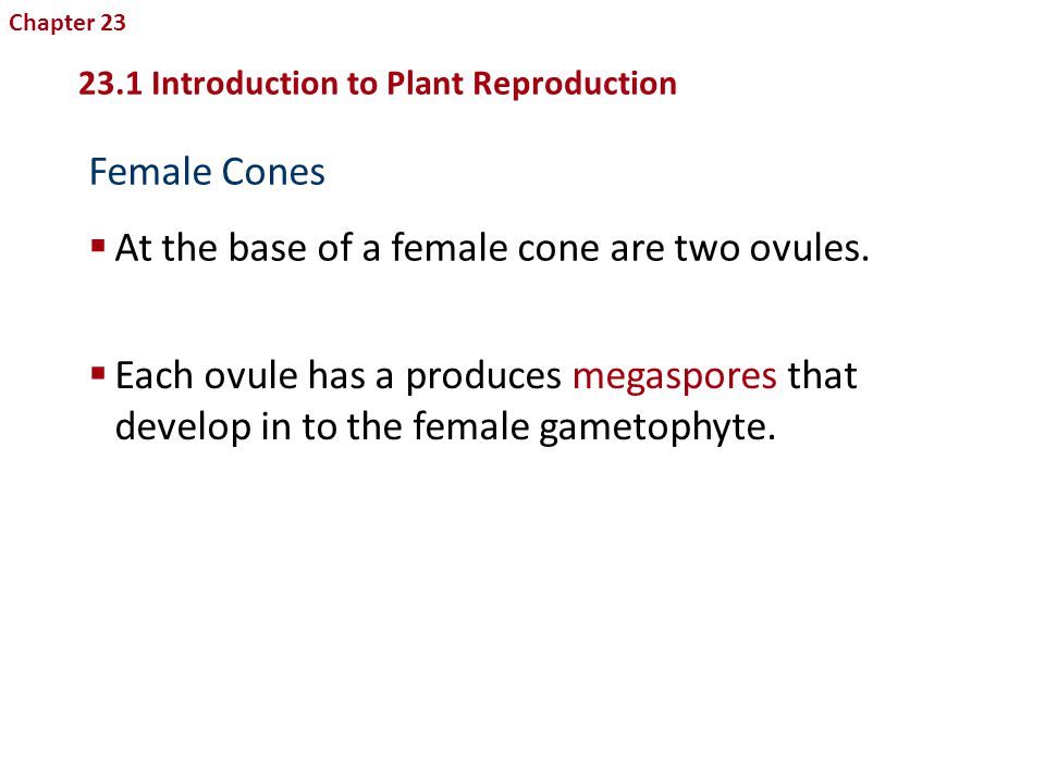 At the base of a female cone are two ovules.
