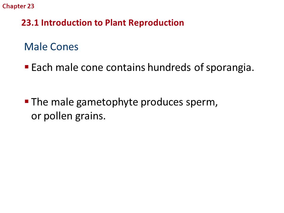 Each male cone contains hundreds of sporangia.