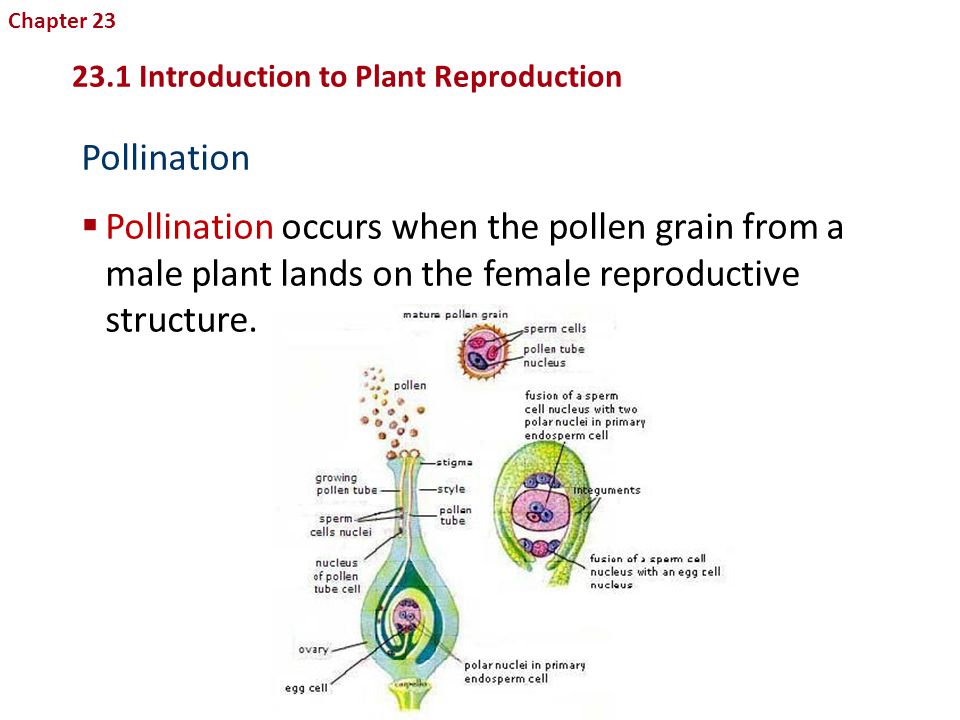 Chapter 23 Reproduction in Plants Introduction to Plant Reproduction. Pollination.