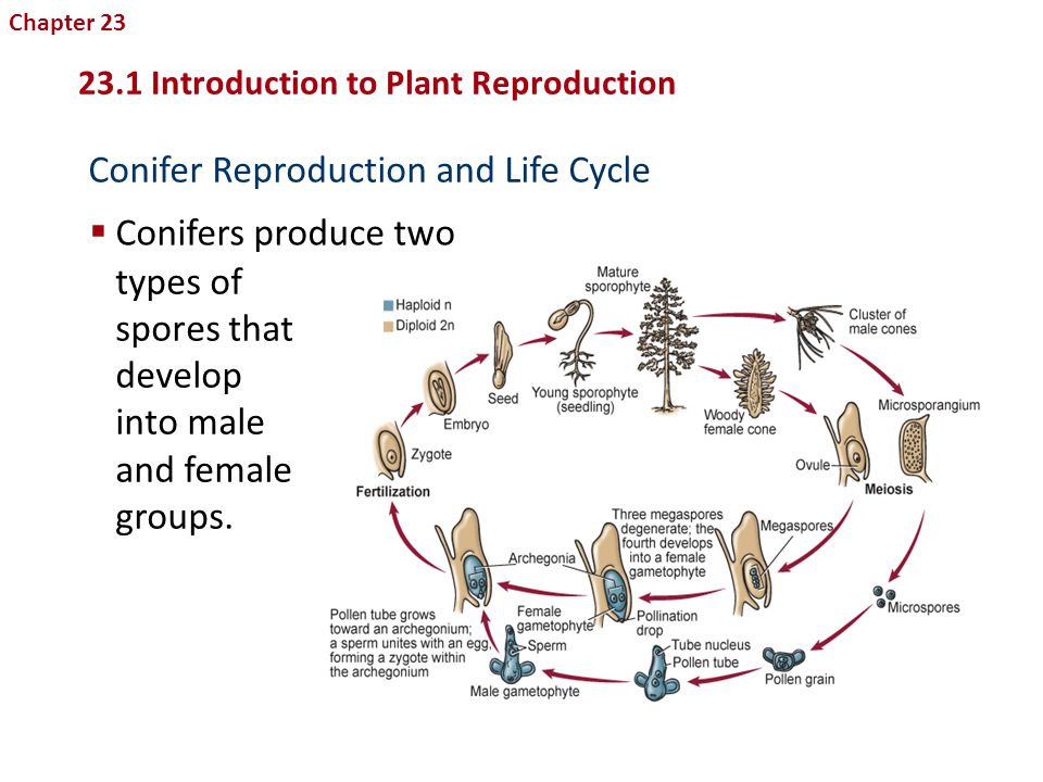Conifer Reproduction and Life Cycle