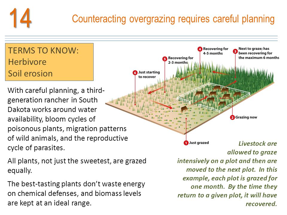 14 Counteracting overgrazing requires careful planning TERMS TO KNOW: