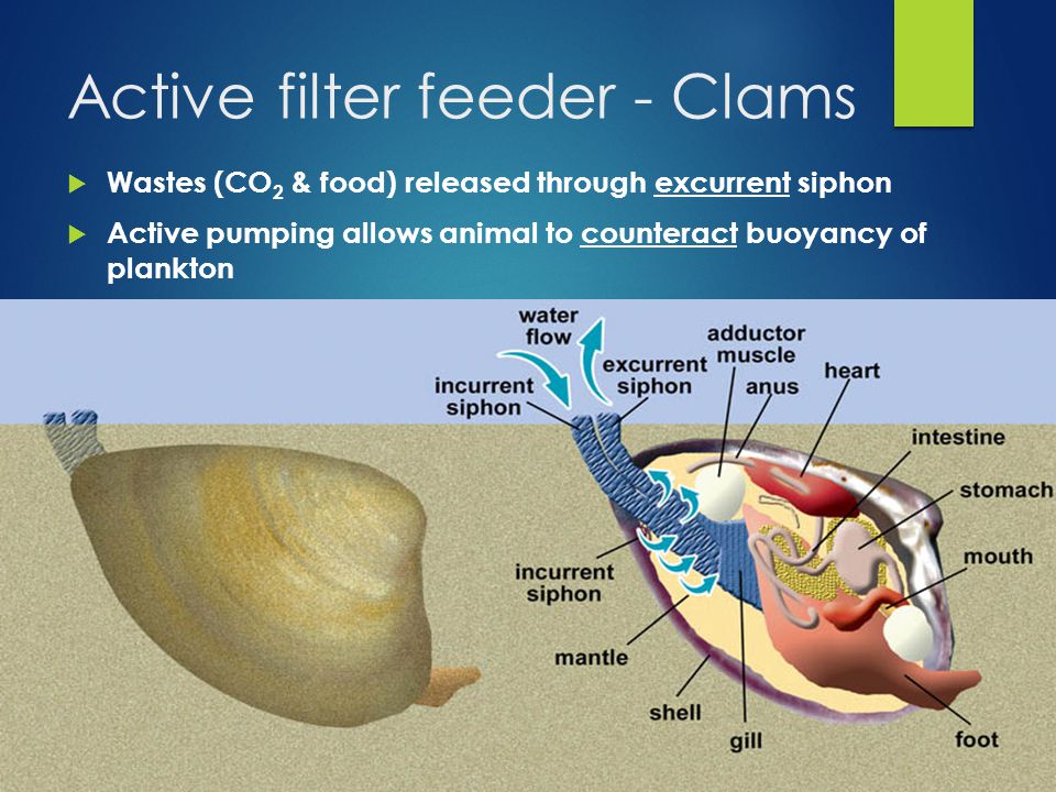 Introduction To Marine Invertebrates Ppt Video Online Download