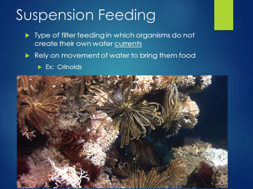 Introduction To Marine Invertebrates Ppt Video Online Download