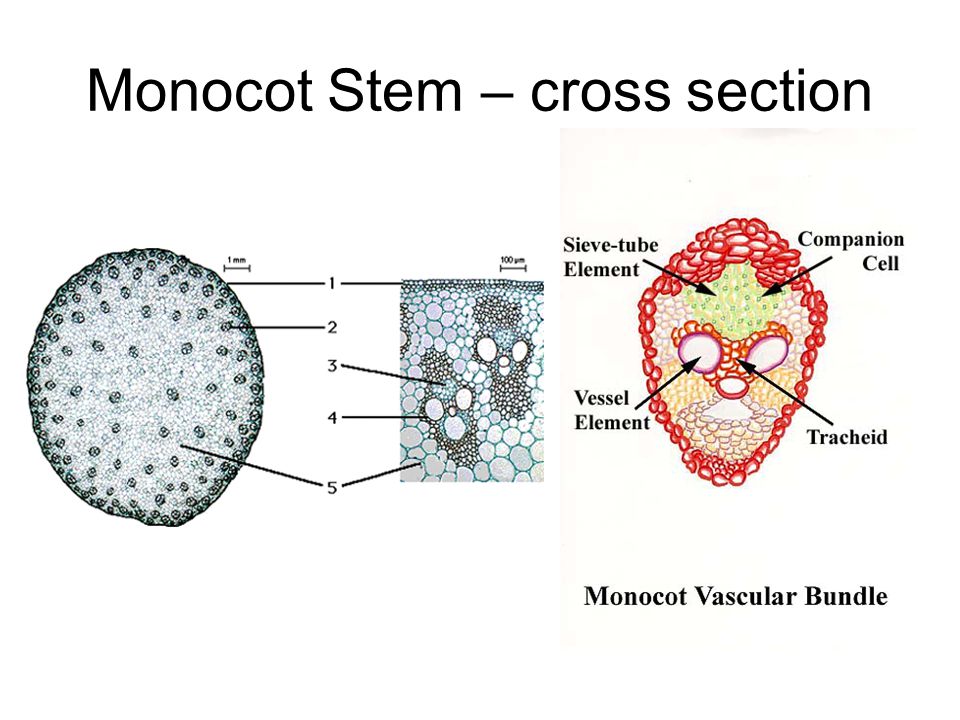 Monocot Stem - cross section.