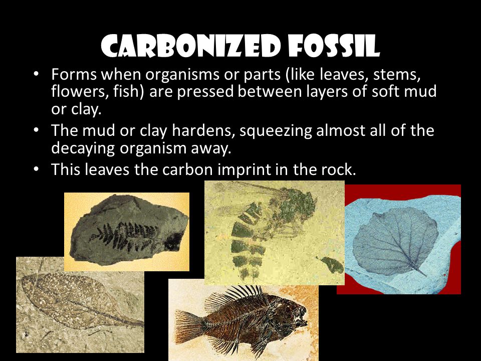Fossils. - ppt video online download