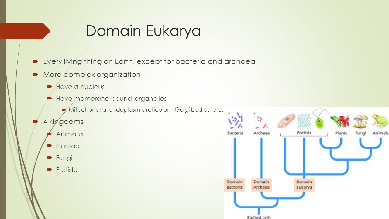 Domain Eukarya Protista Ppt Video Online Download