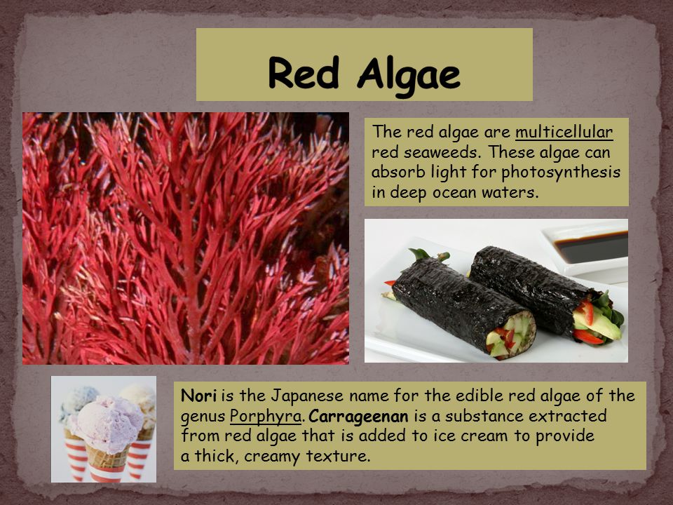 edible red algae